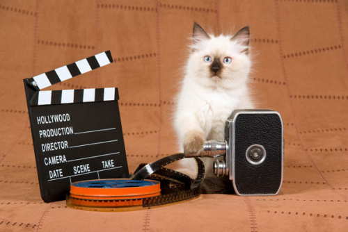 hollywood-kitten-camera.jpg